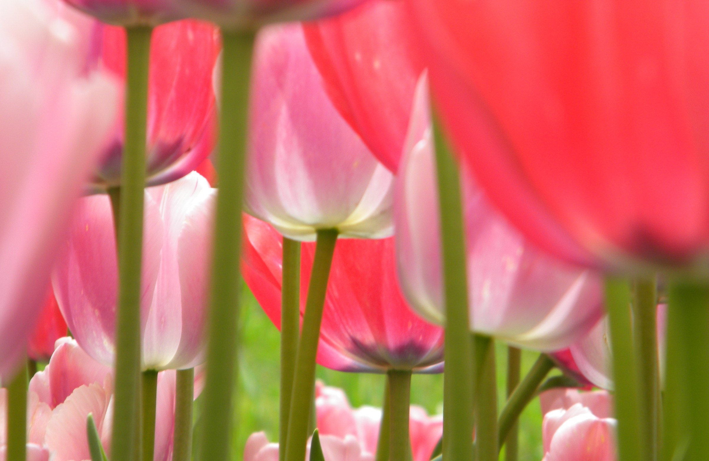 tulips