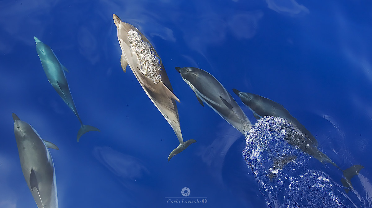 Ligurian Sea Striped dolphins 2