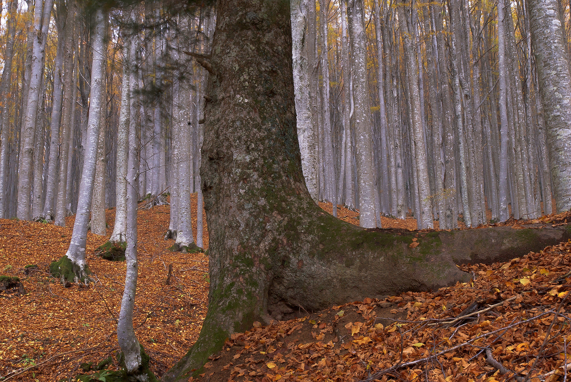 foreste casentinesi 2