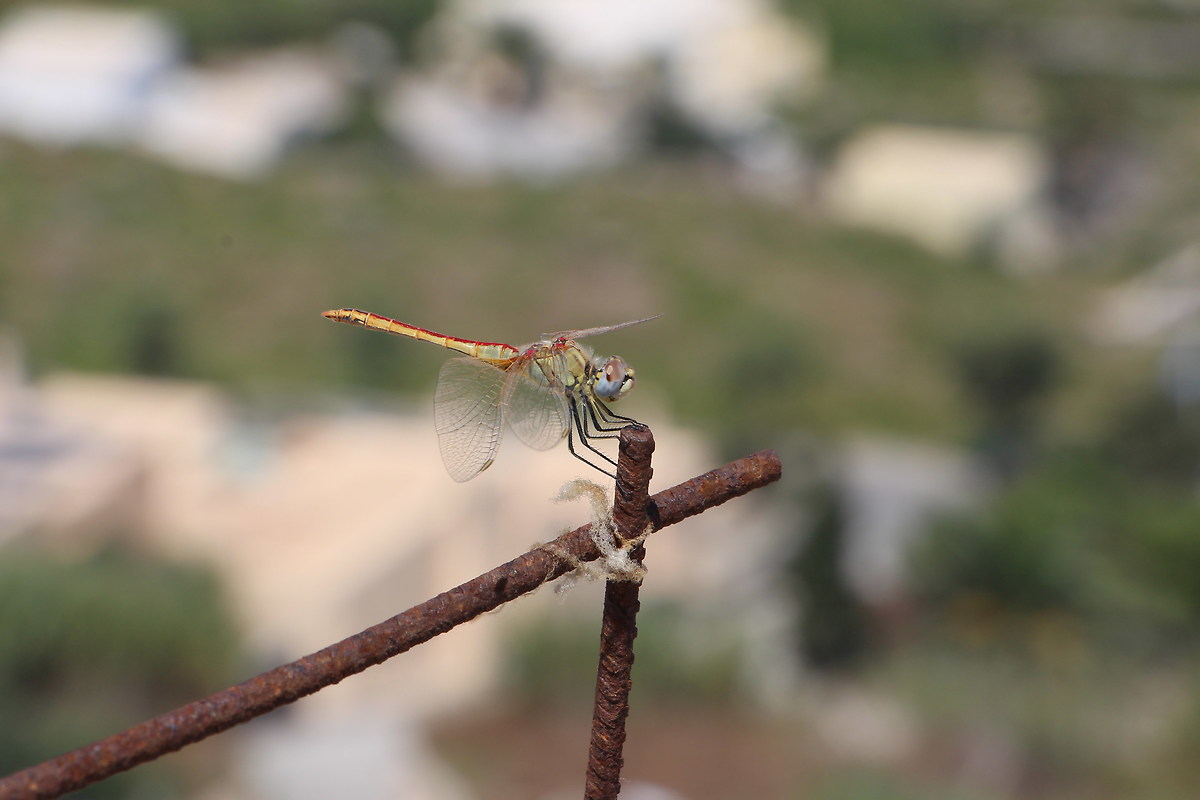 libellula