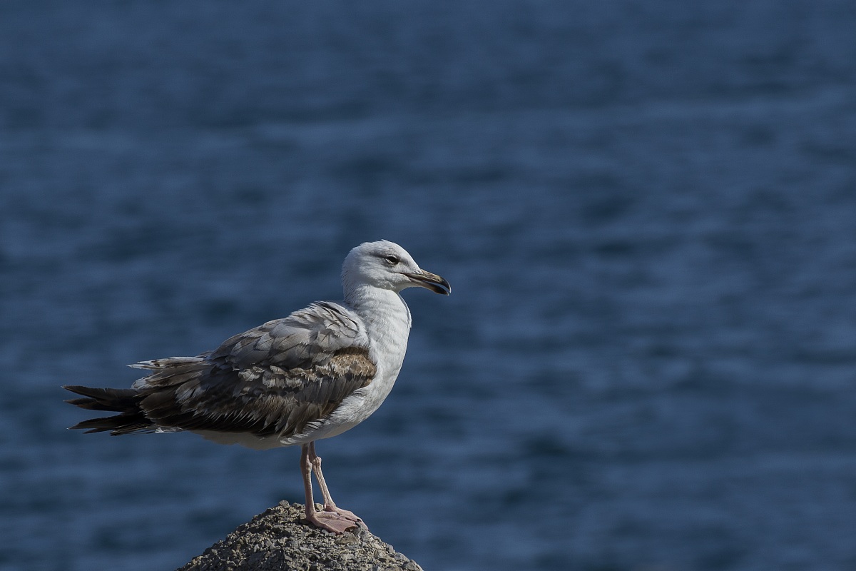 Gabbiano reale ( Larus michahellis )