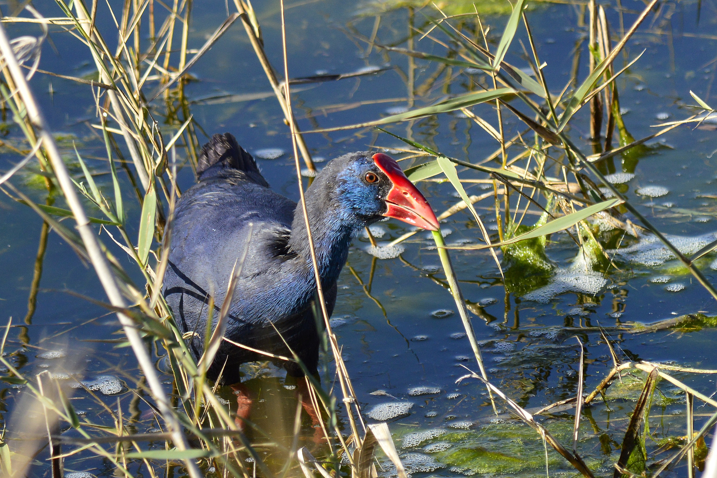 Gallinule