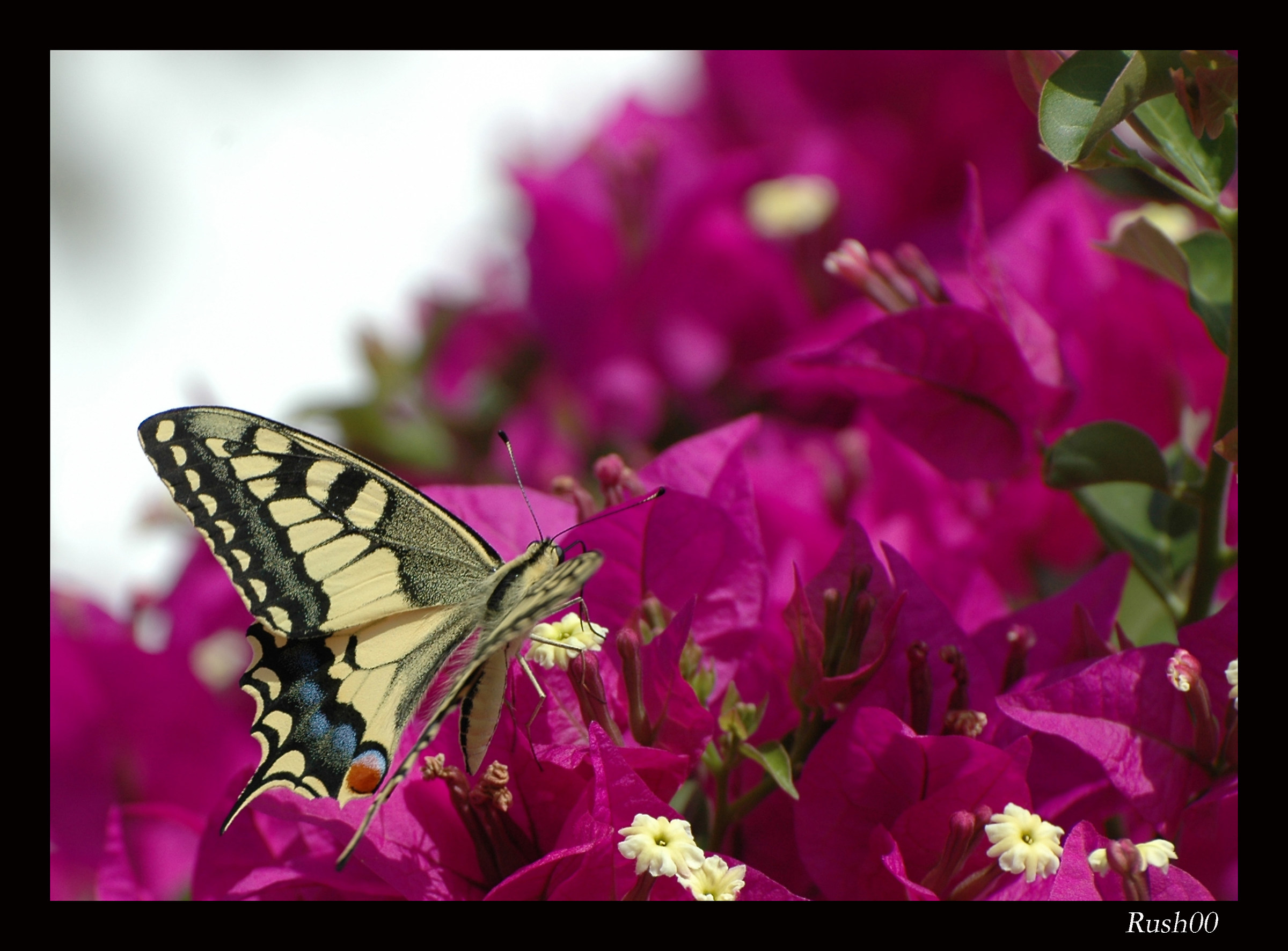 Macaone su Bougainville