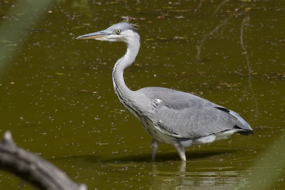Heron on the catwalk