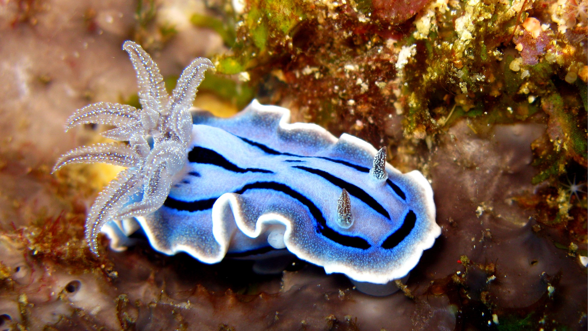 Chromodoris willani