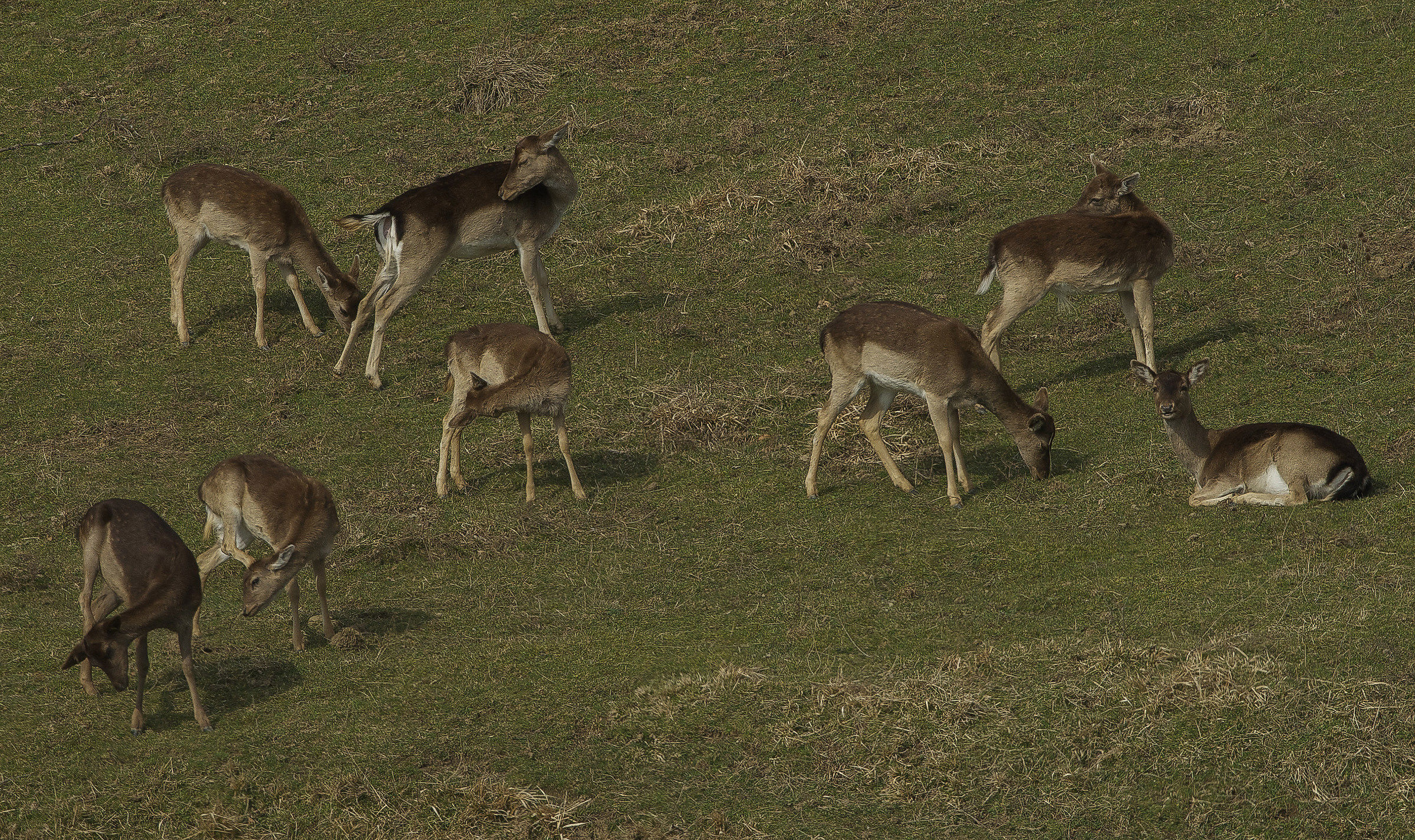 daini a s paolo in alpe