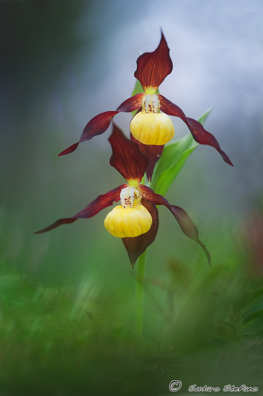 Scarpette della Madonna