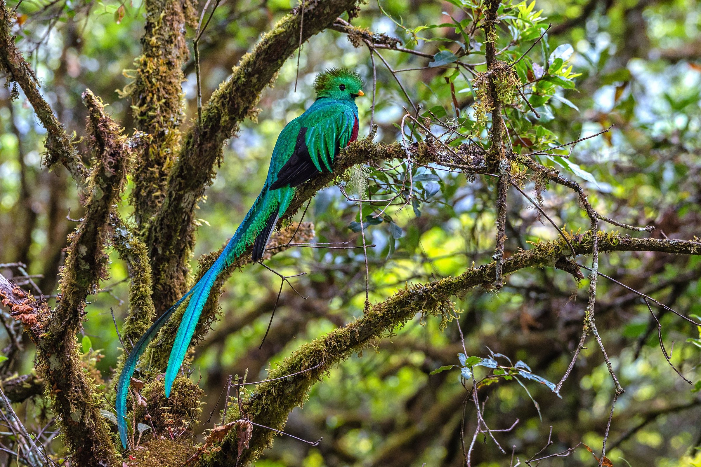 Mythical Quetzal