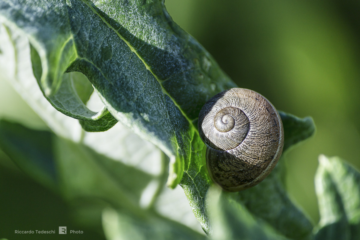 La chiocciola sul cardo