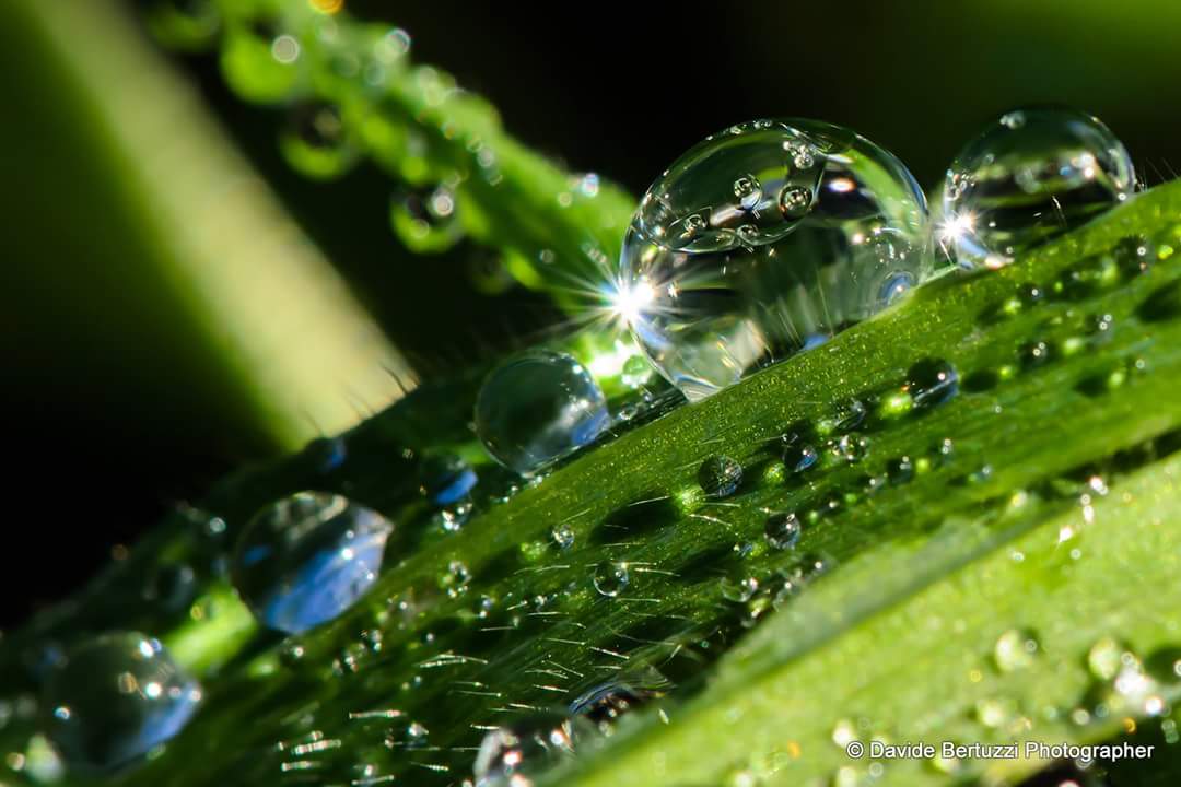 Morning dew