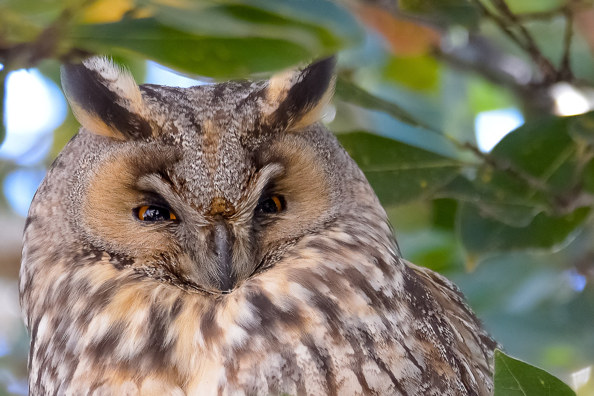Eyes .. Gufo comune (Crop)