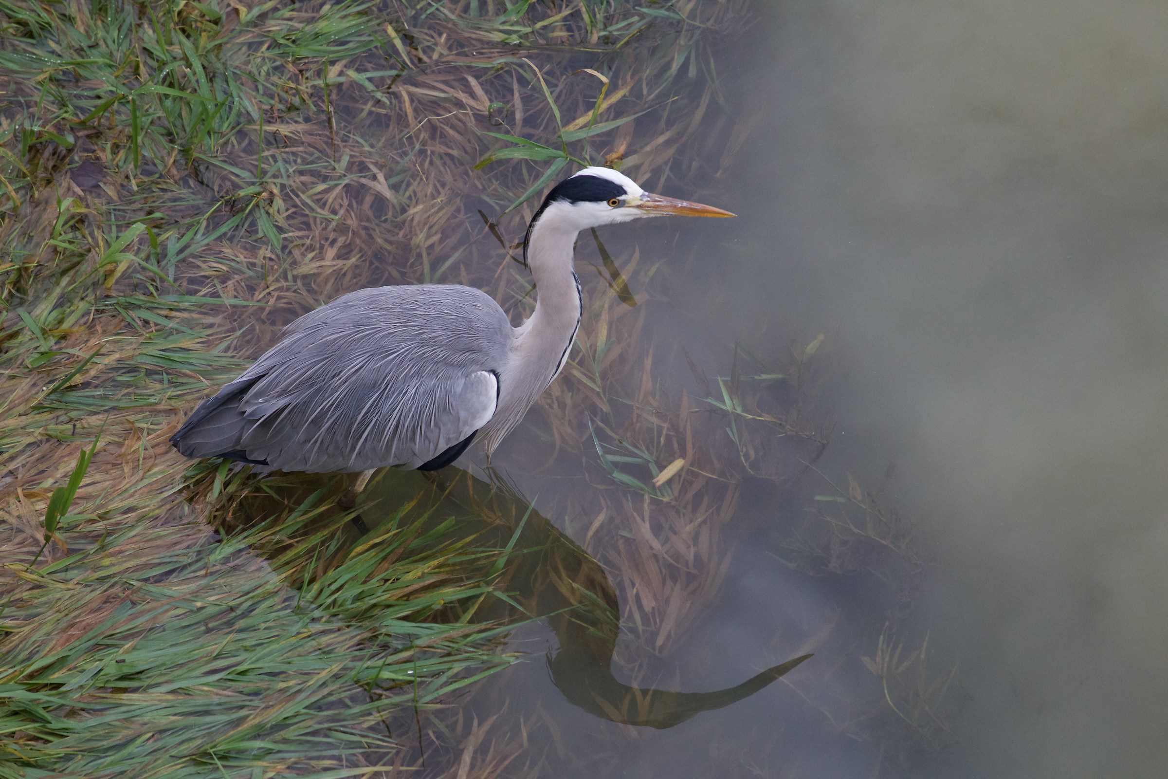 Grey Heron
