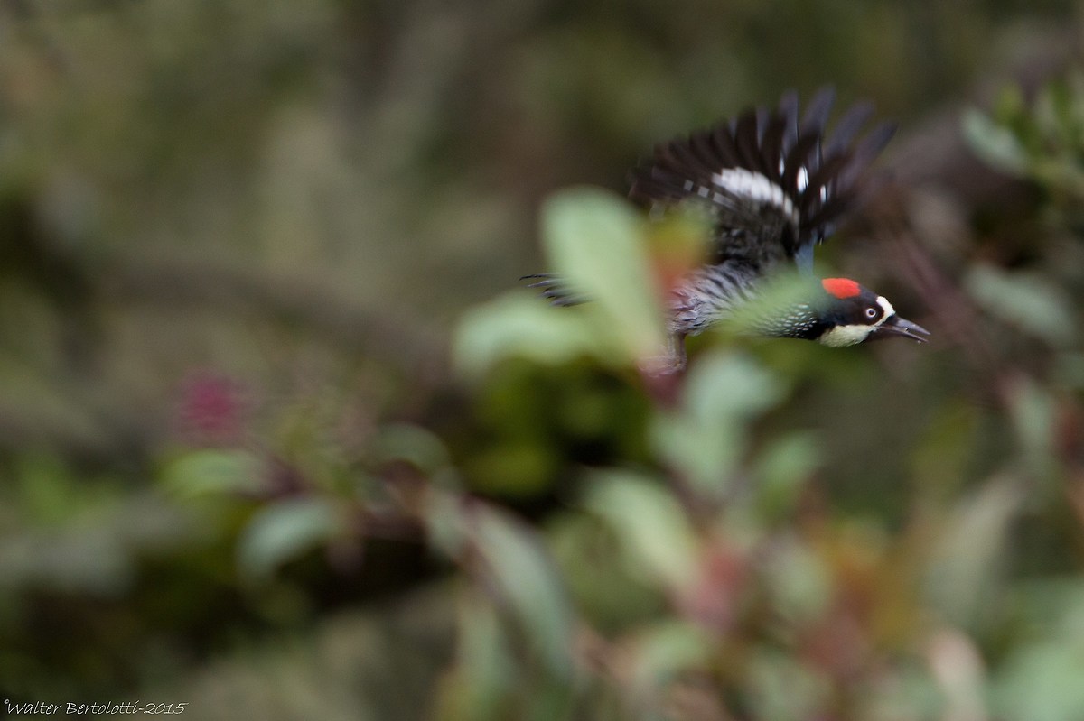 acorn woodpecker (acorn woodpecker)
