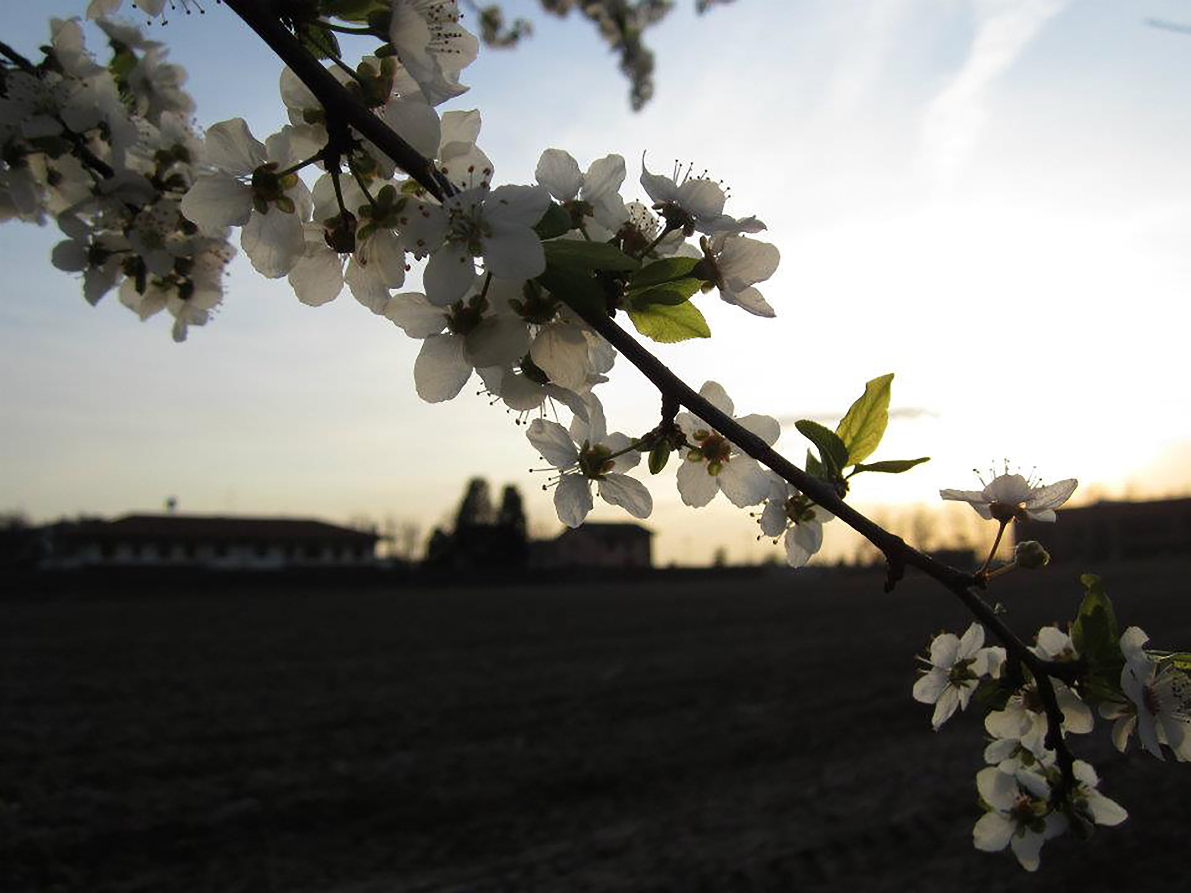 ciliegio in fiore al tramonto