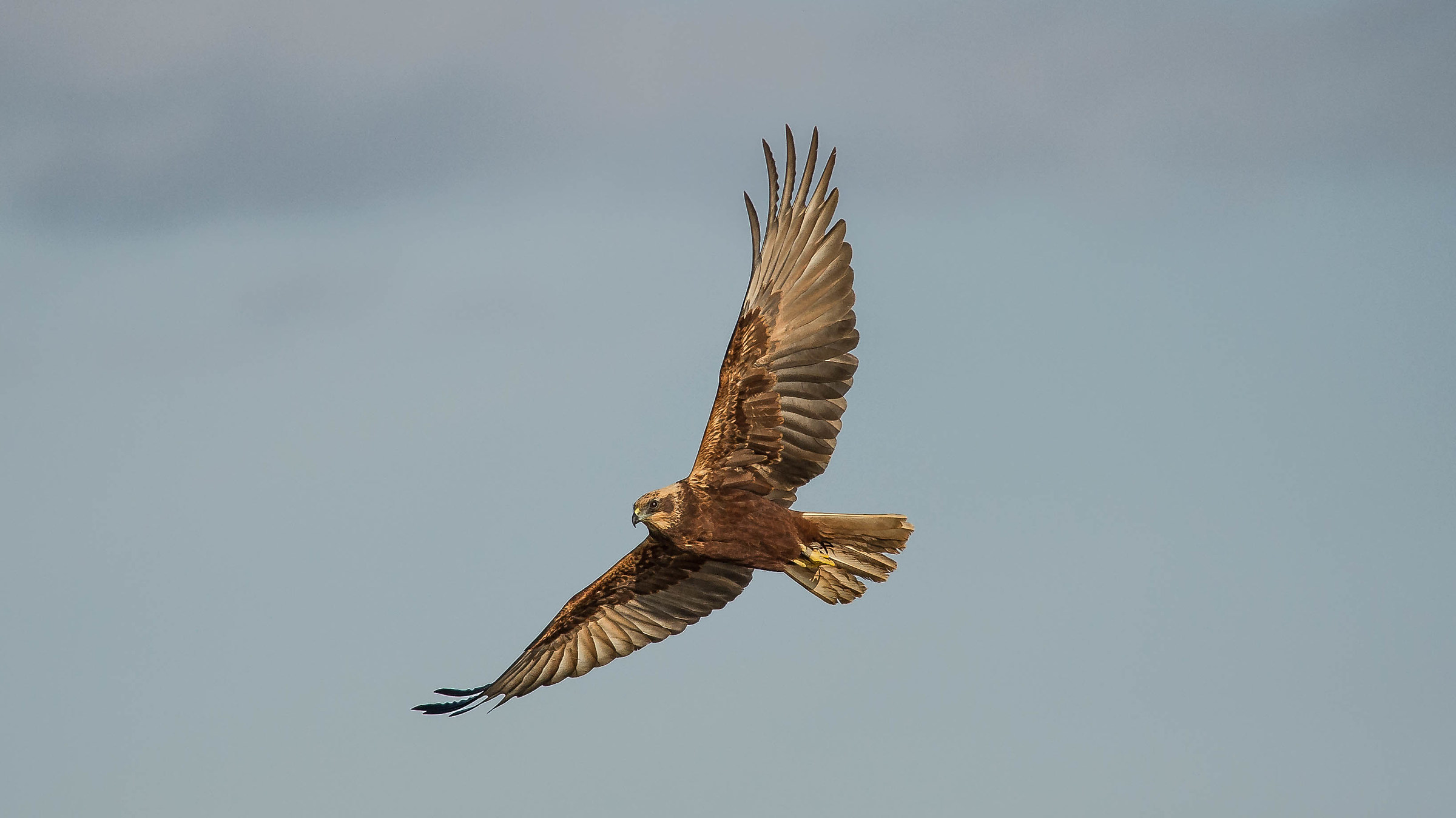 pujàn 'd val (falco di palude)