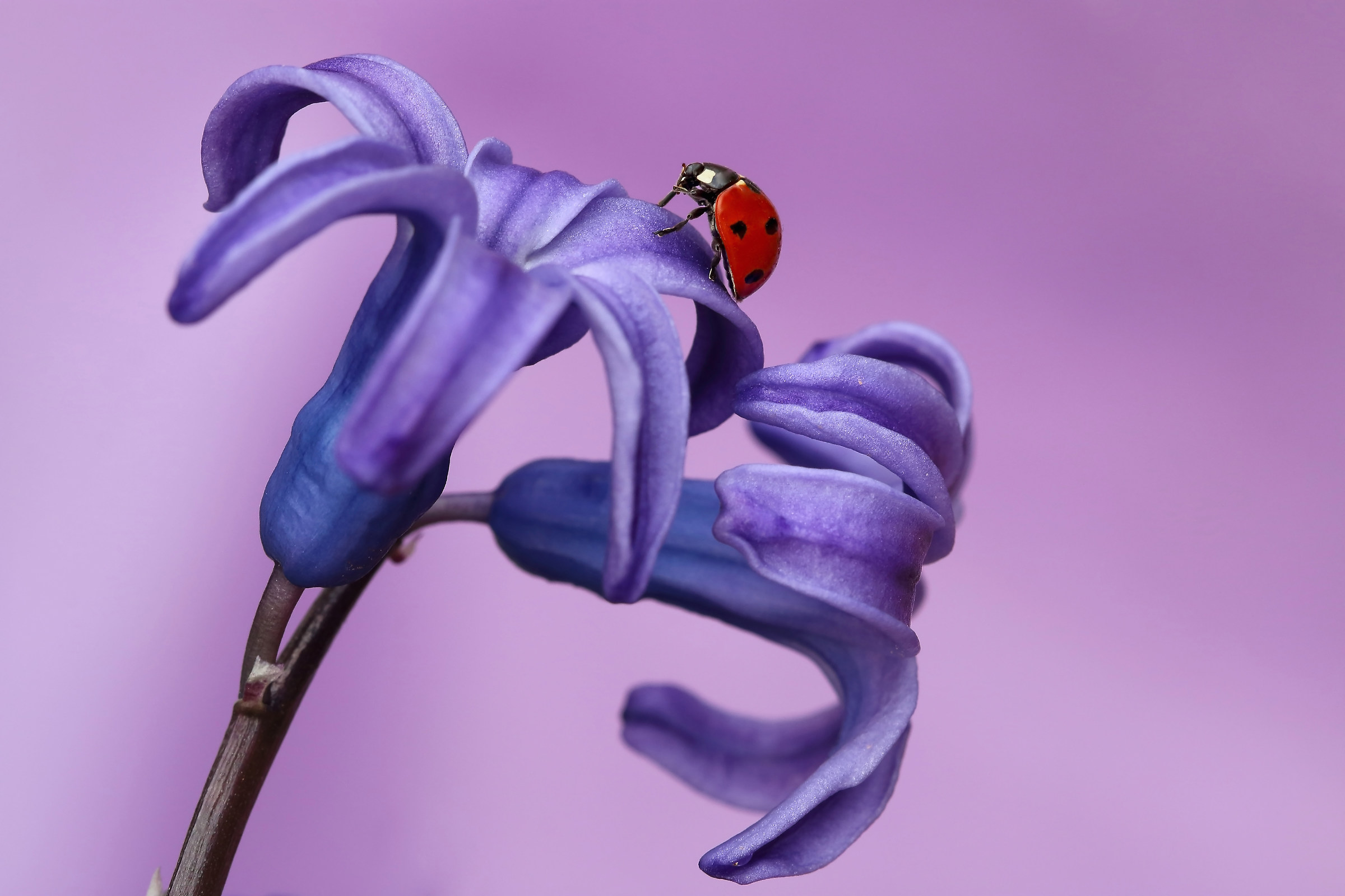 Shades of purple ...