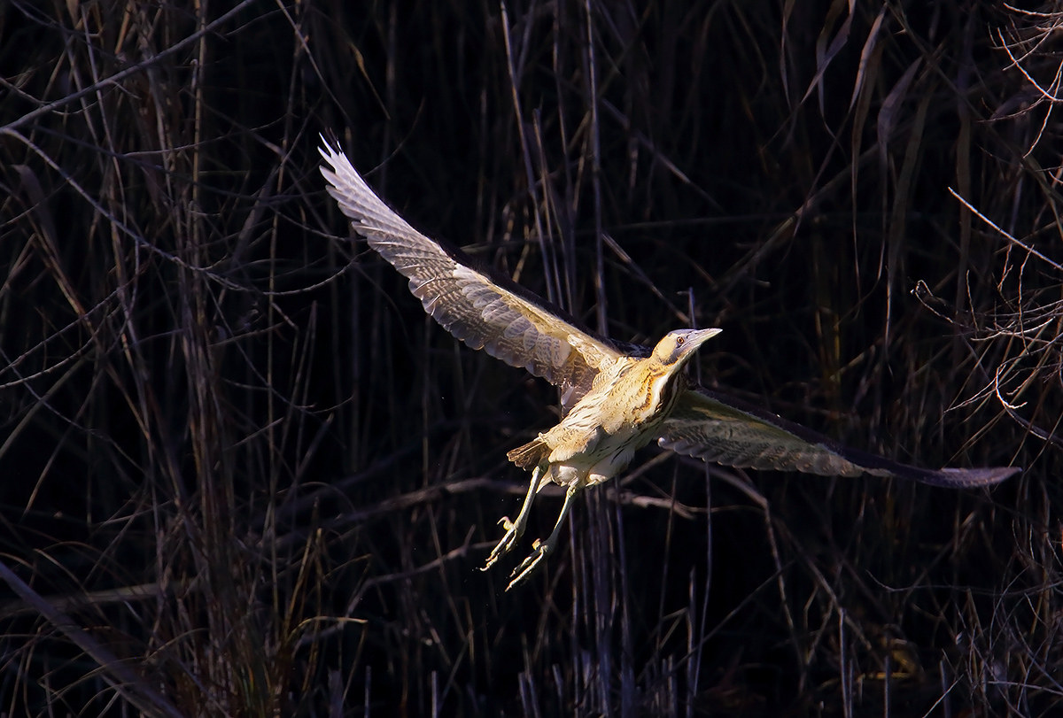 It comes out of the darkness