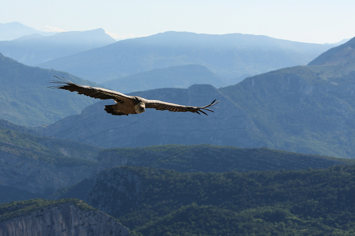 Grifone nel suo ambiente (Verdon).......