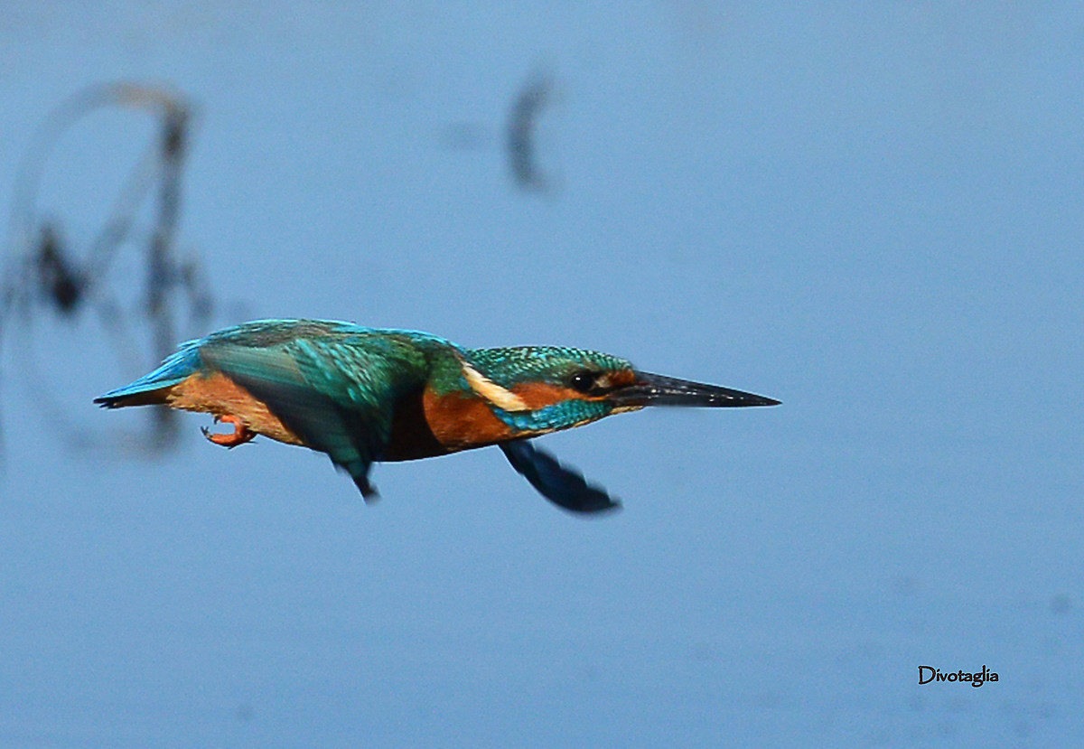 Flying just above the water.