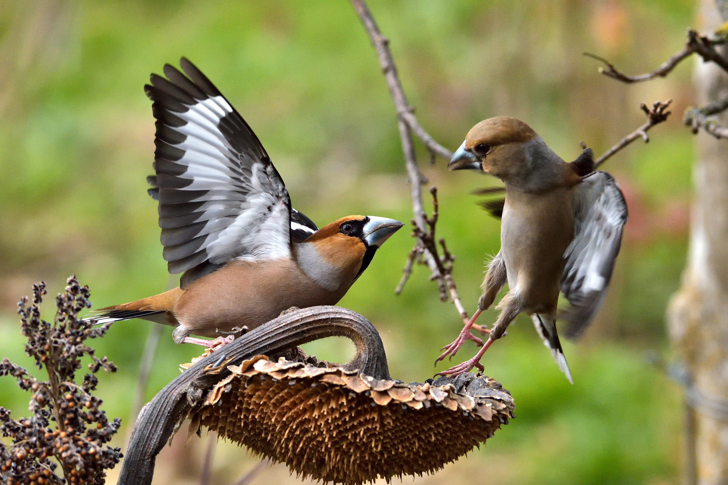 hawfinches competing food