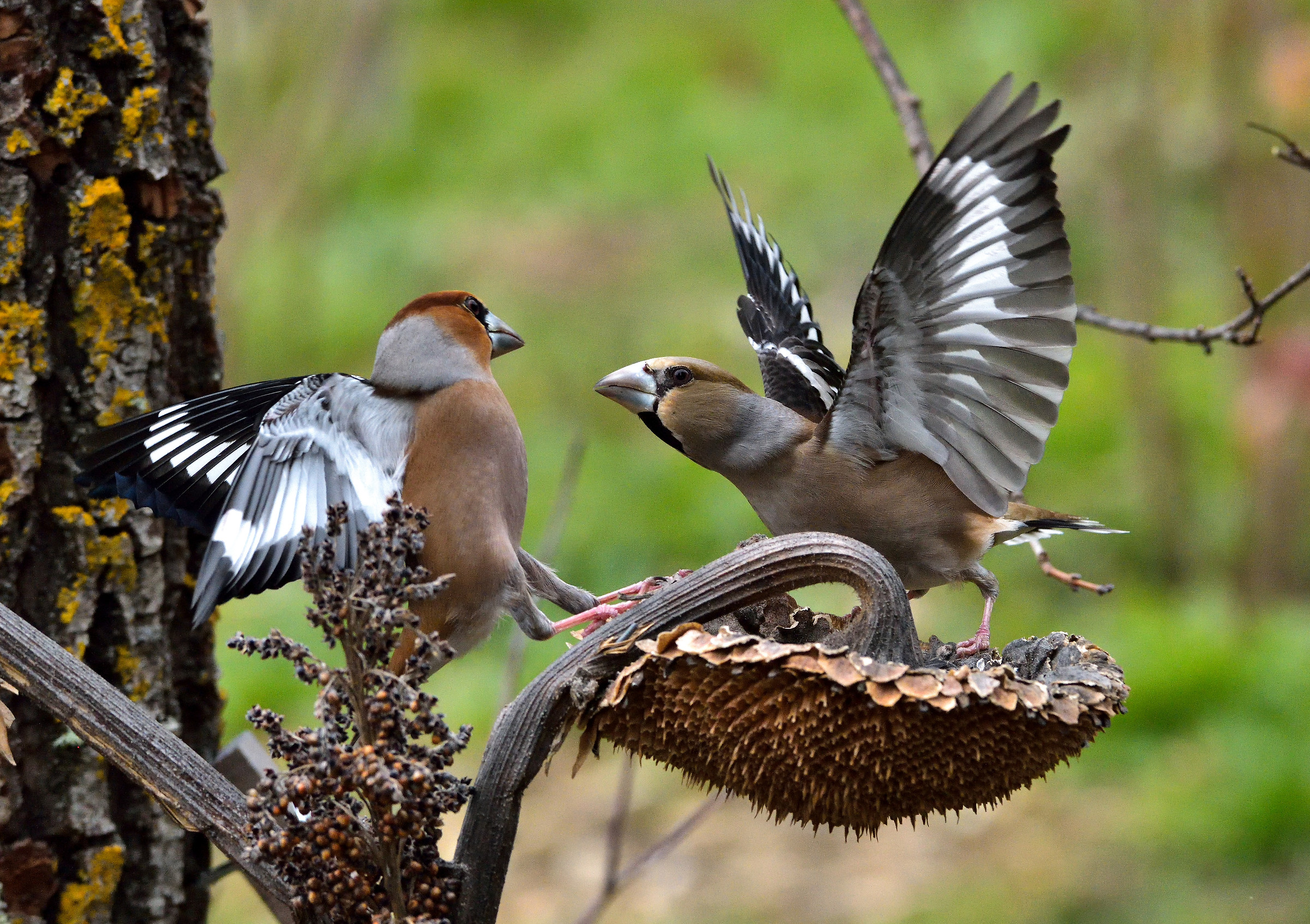 hawfinches competing food