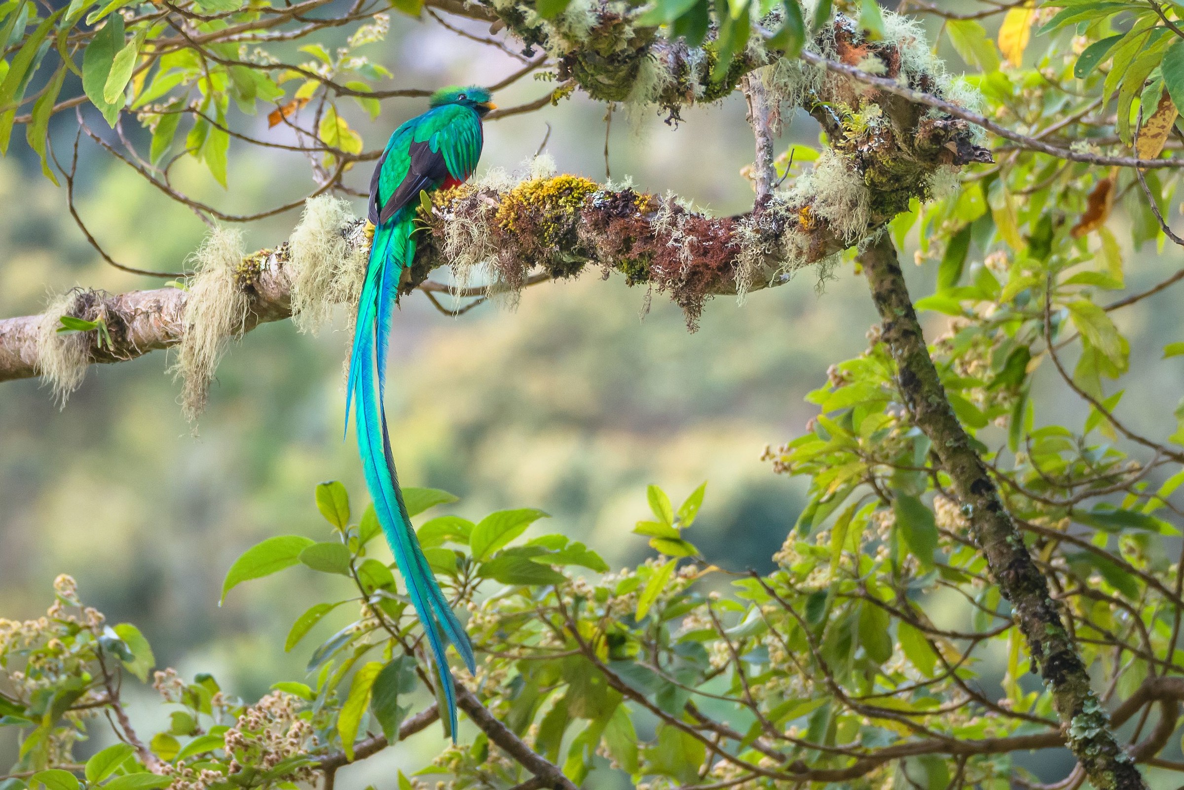 Quetzal on its favorite tree