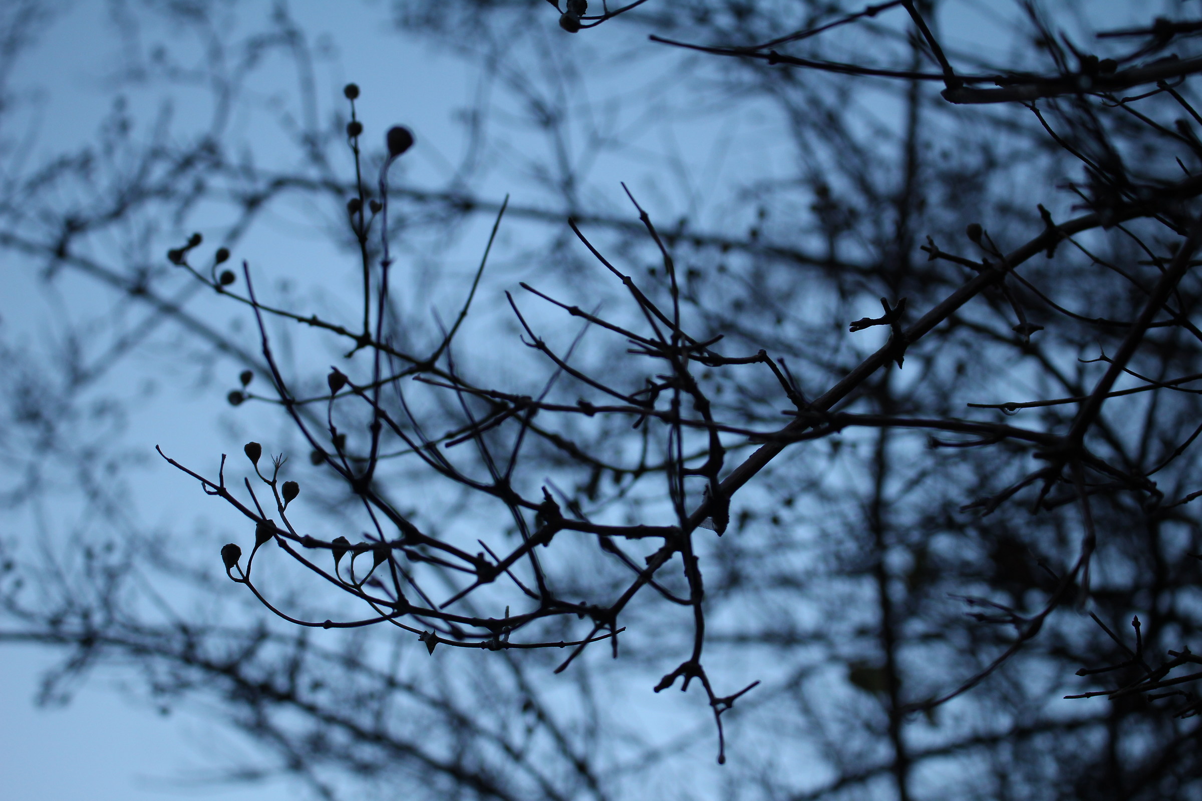 Branches.