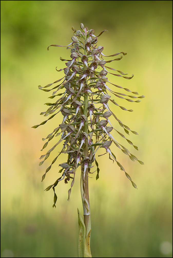 Himantoglossum hircinum