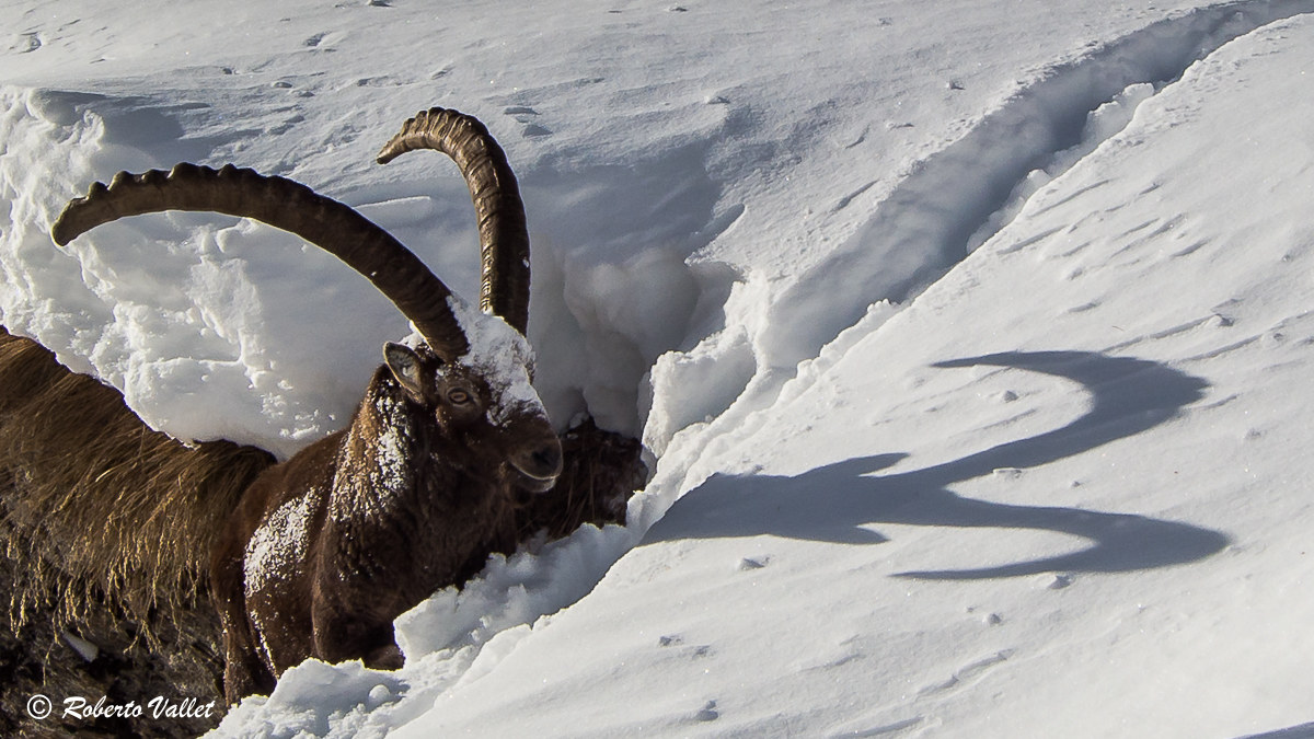 Double trophy ... with merit!