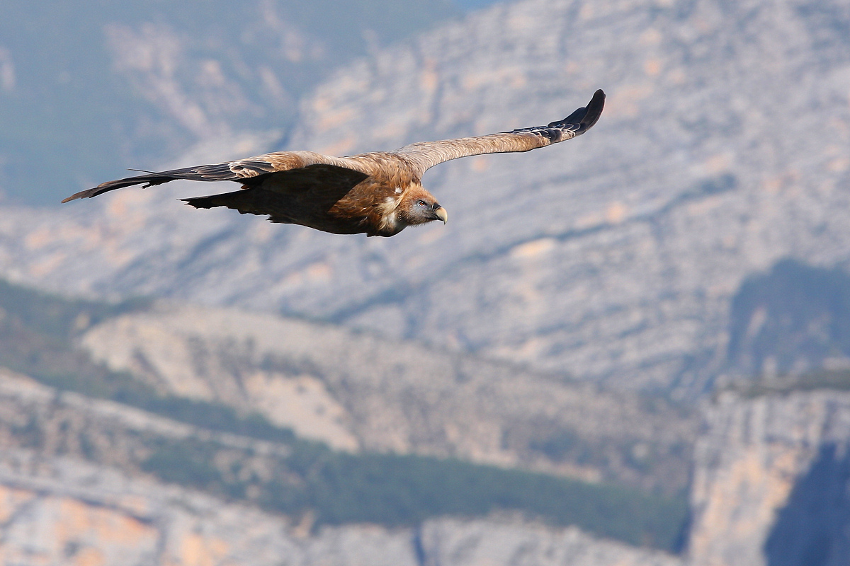 Volando sopra il canyon.....