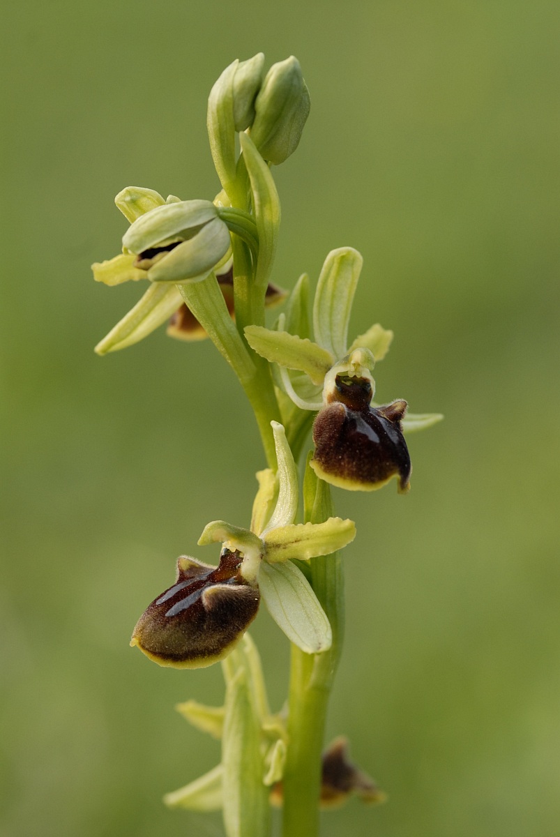 Ophrys sphegodes