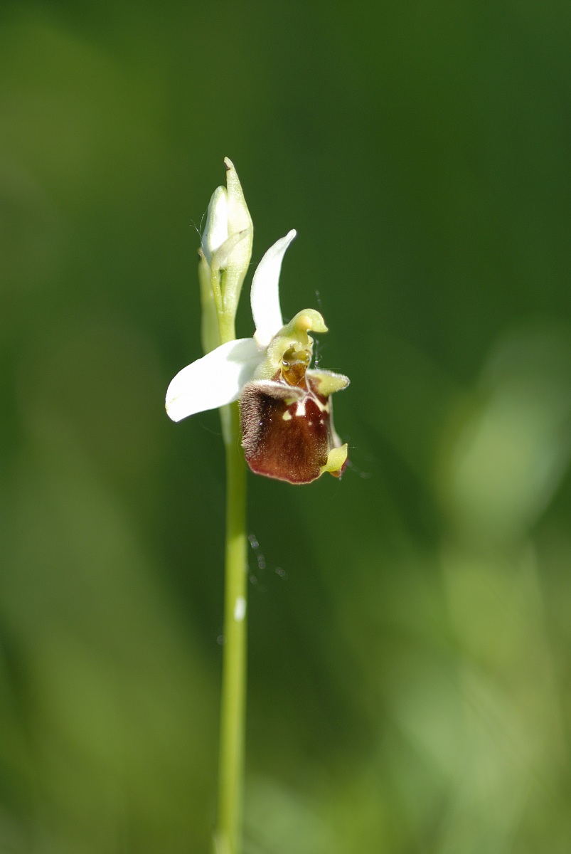Ophrys holoserica