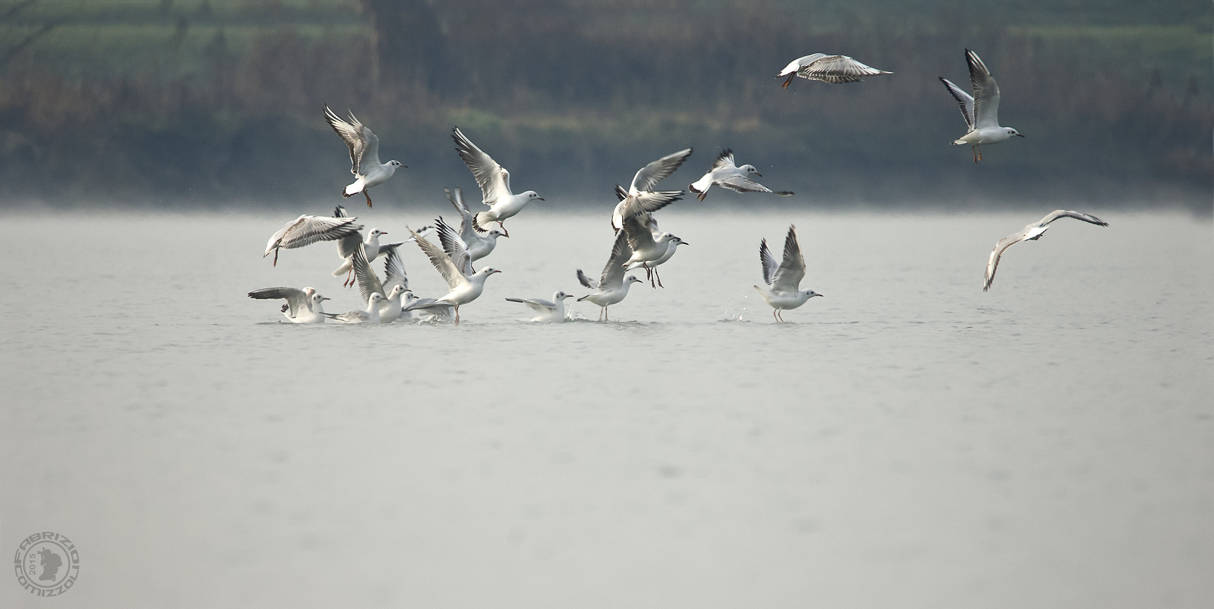 Headed Gull - Larus ridibundus
