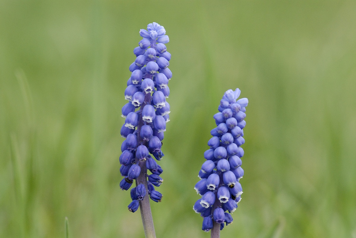 Muscari botryoides