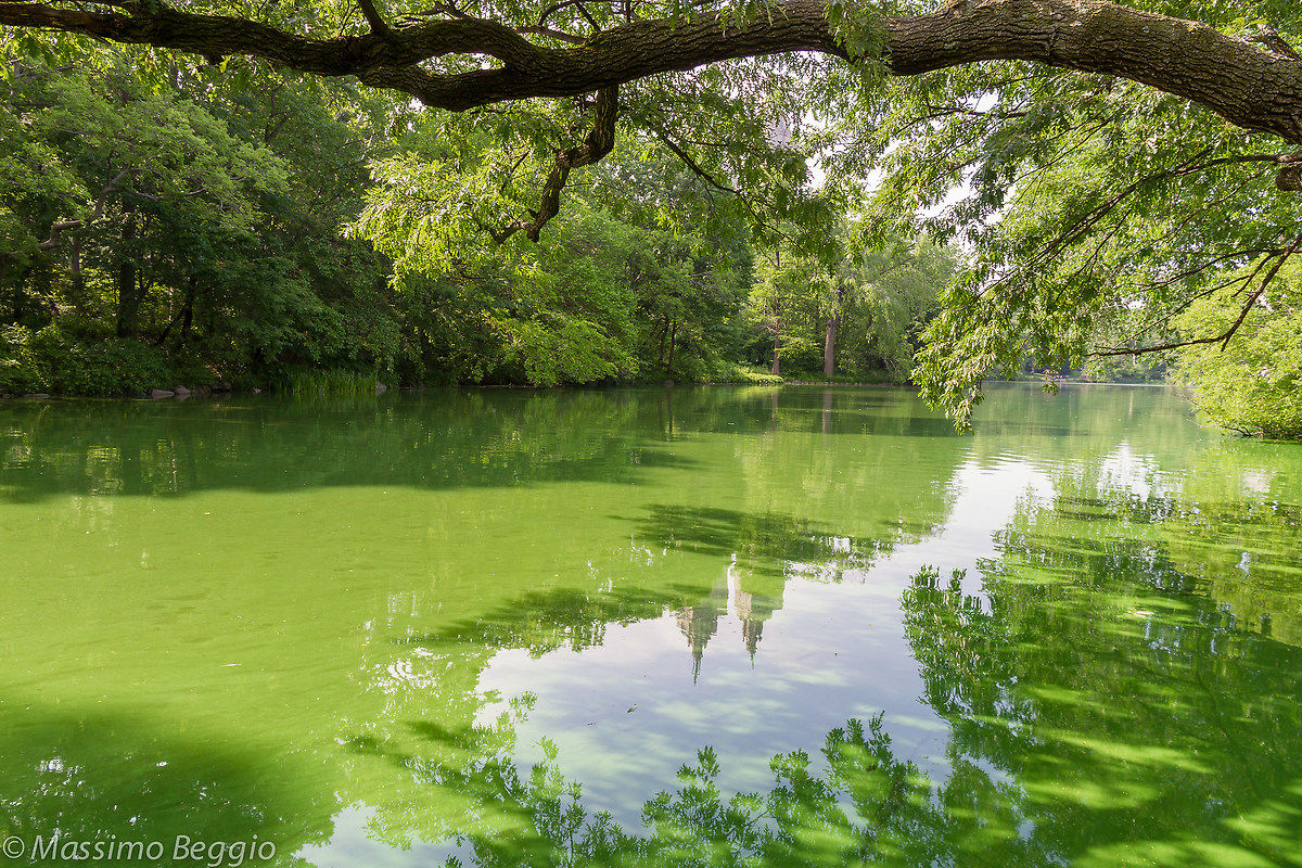 The lake, Central Park