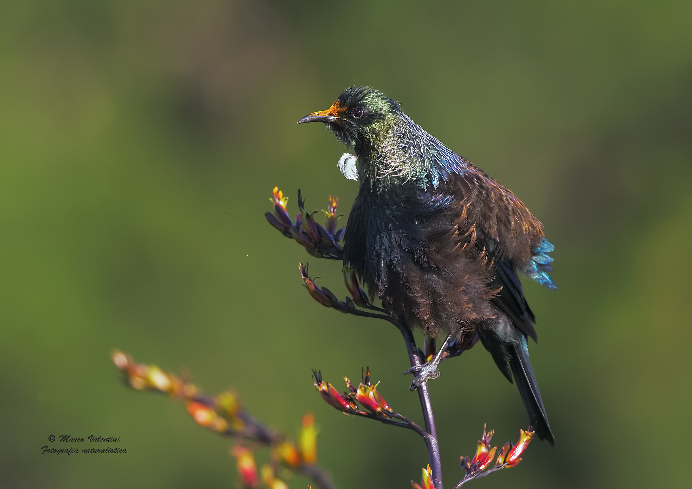 Tui and flowers
