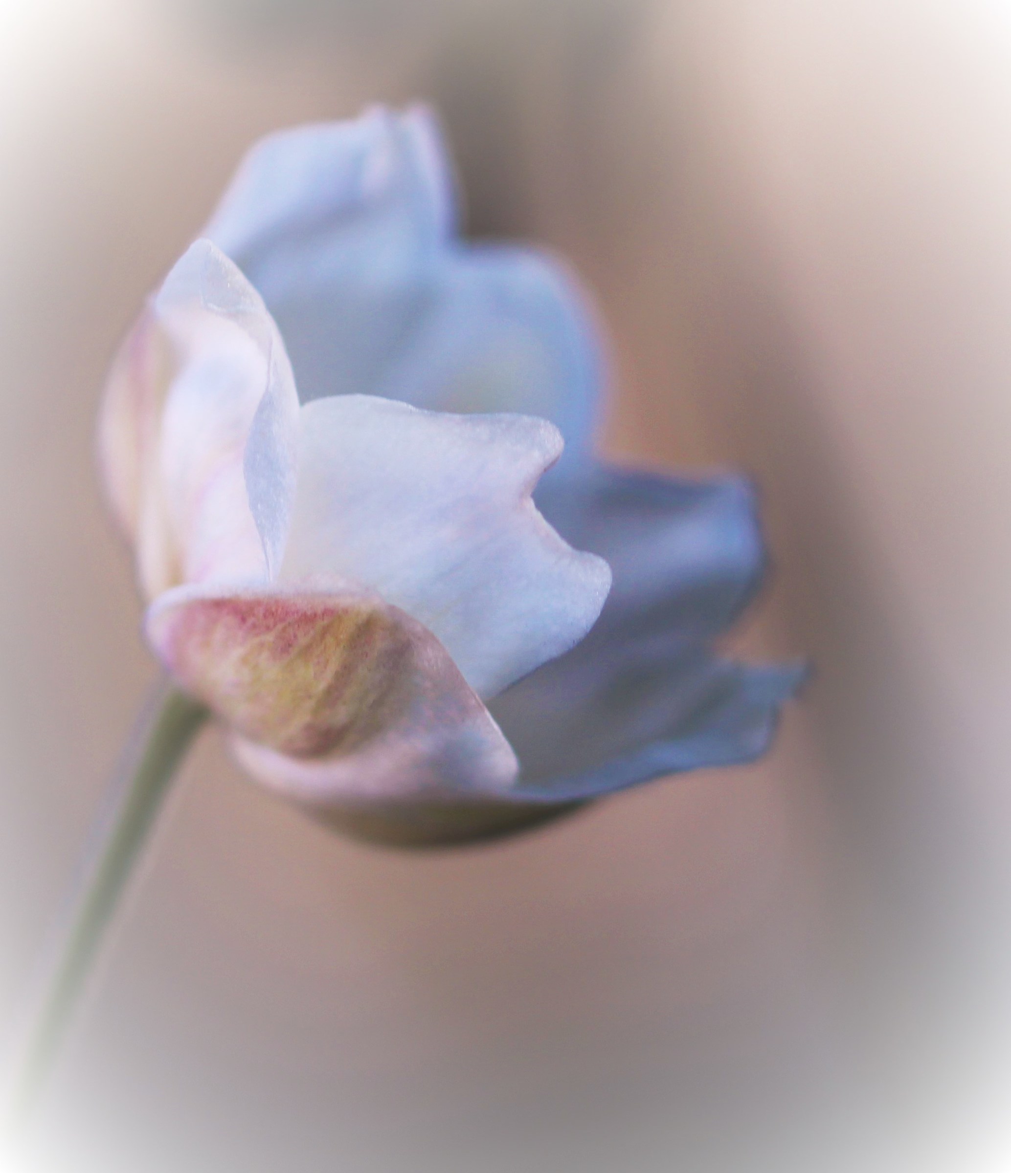 The anemone and frost