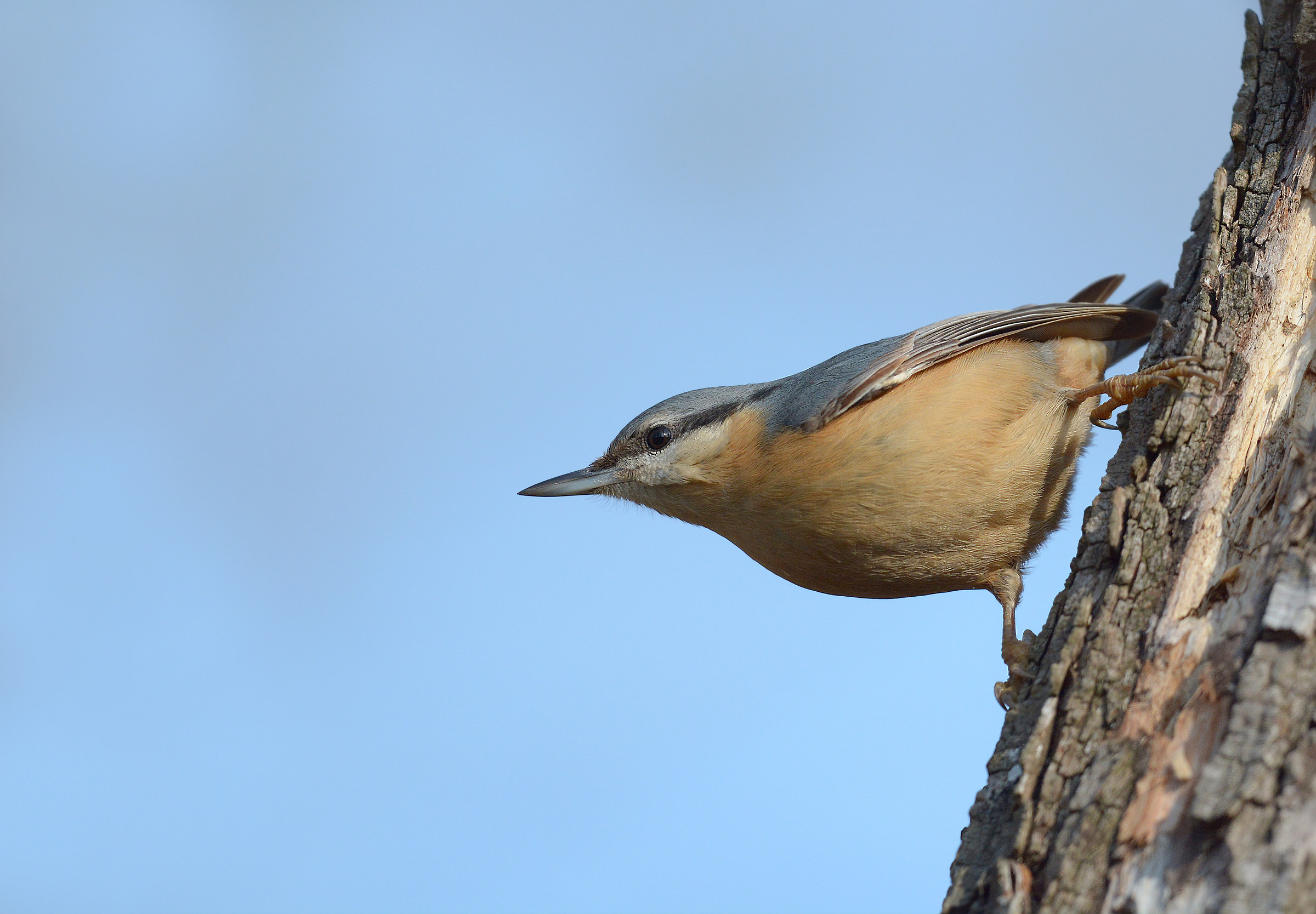 Nuthatch in his classic pose acrobatic