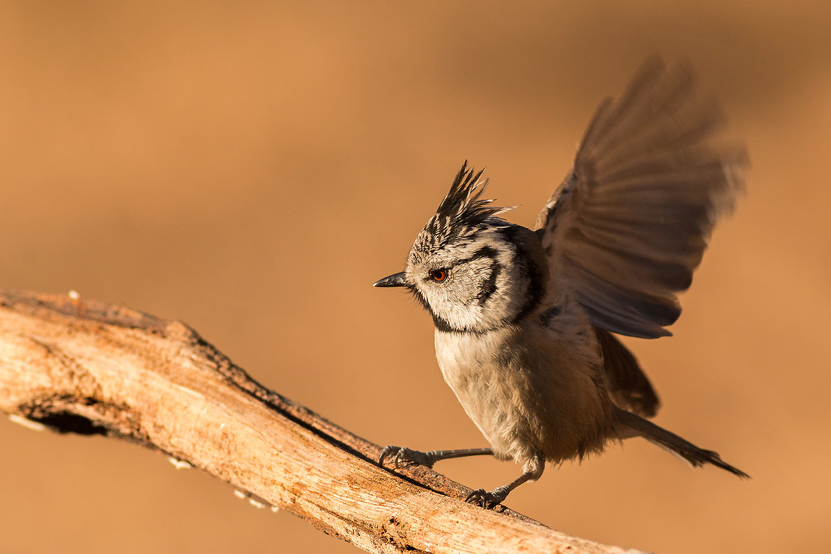 crested tit