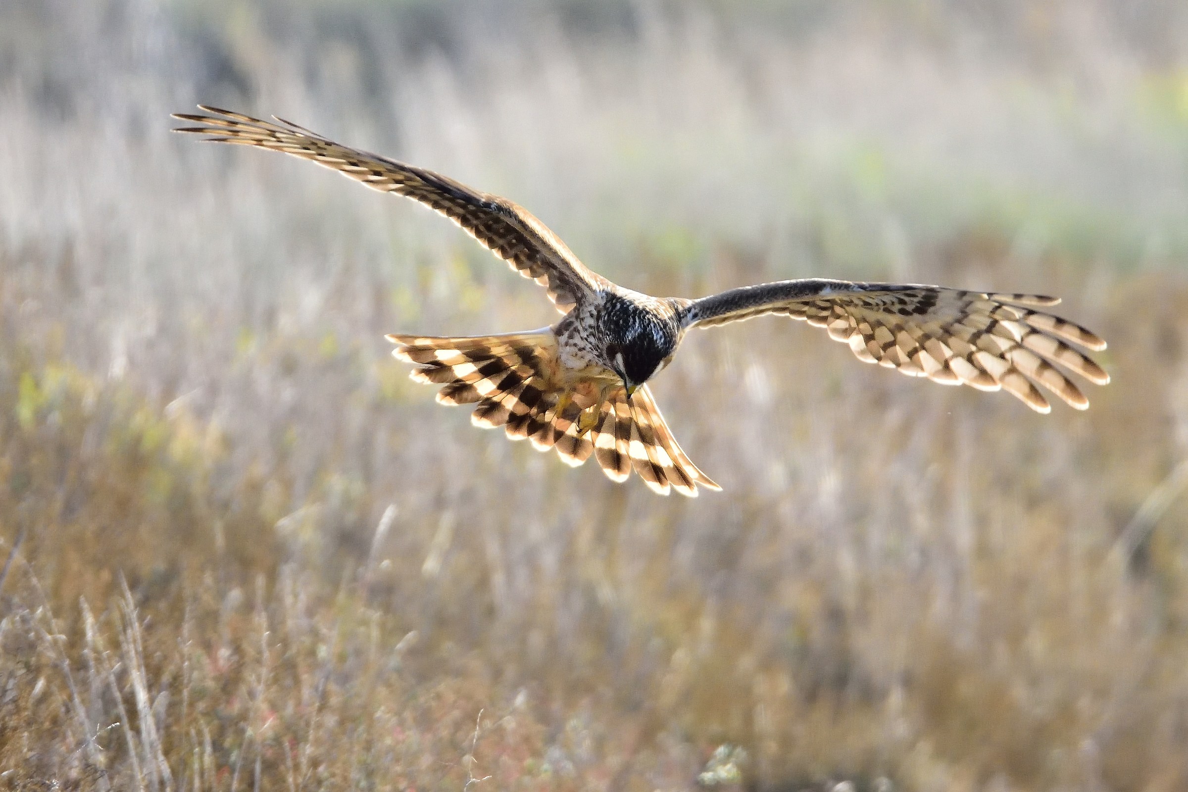 Harrier (Circus cyaneus)