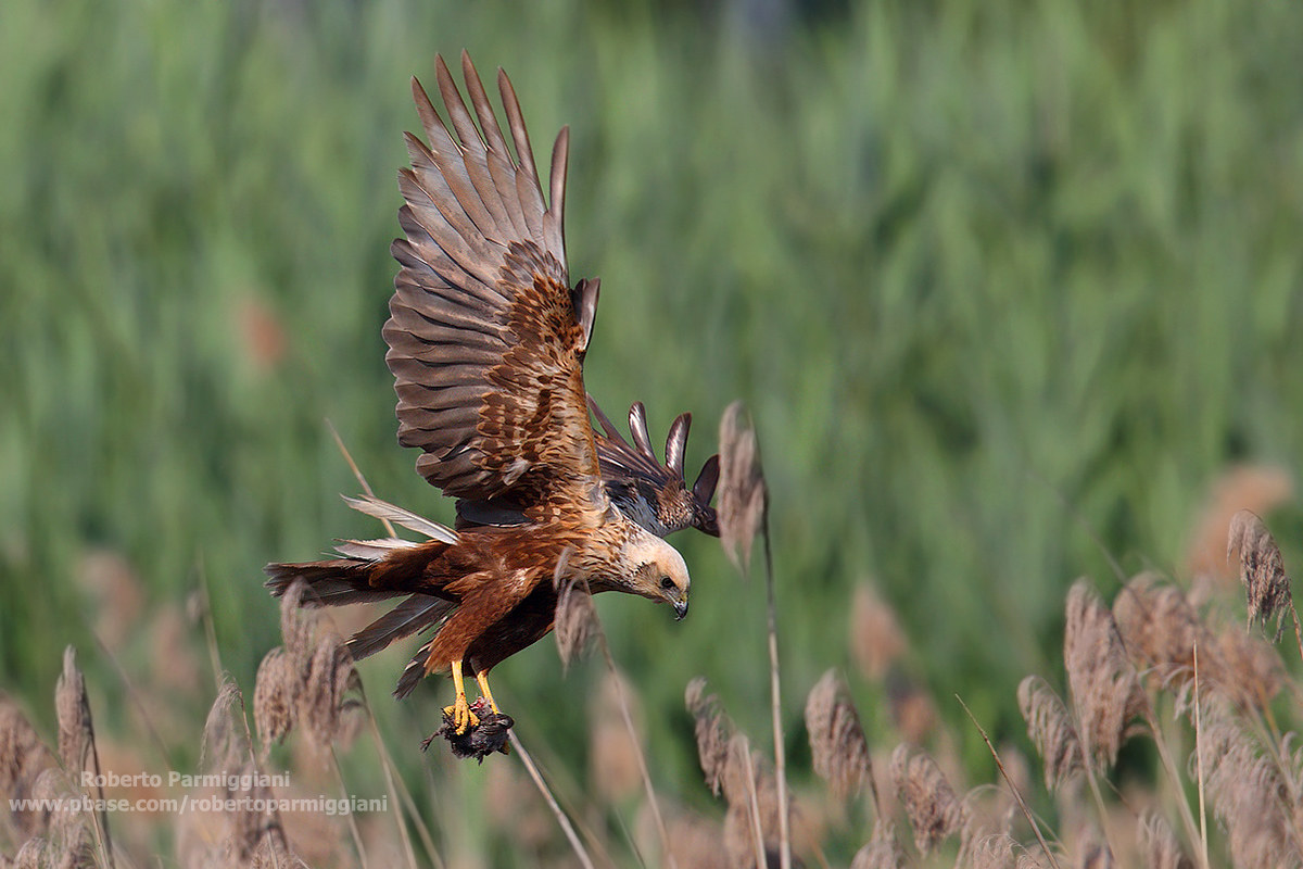 Marsh Harrier with prey