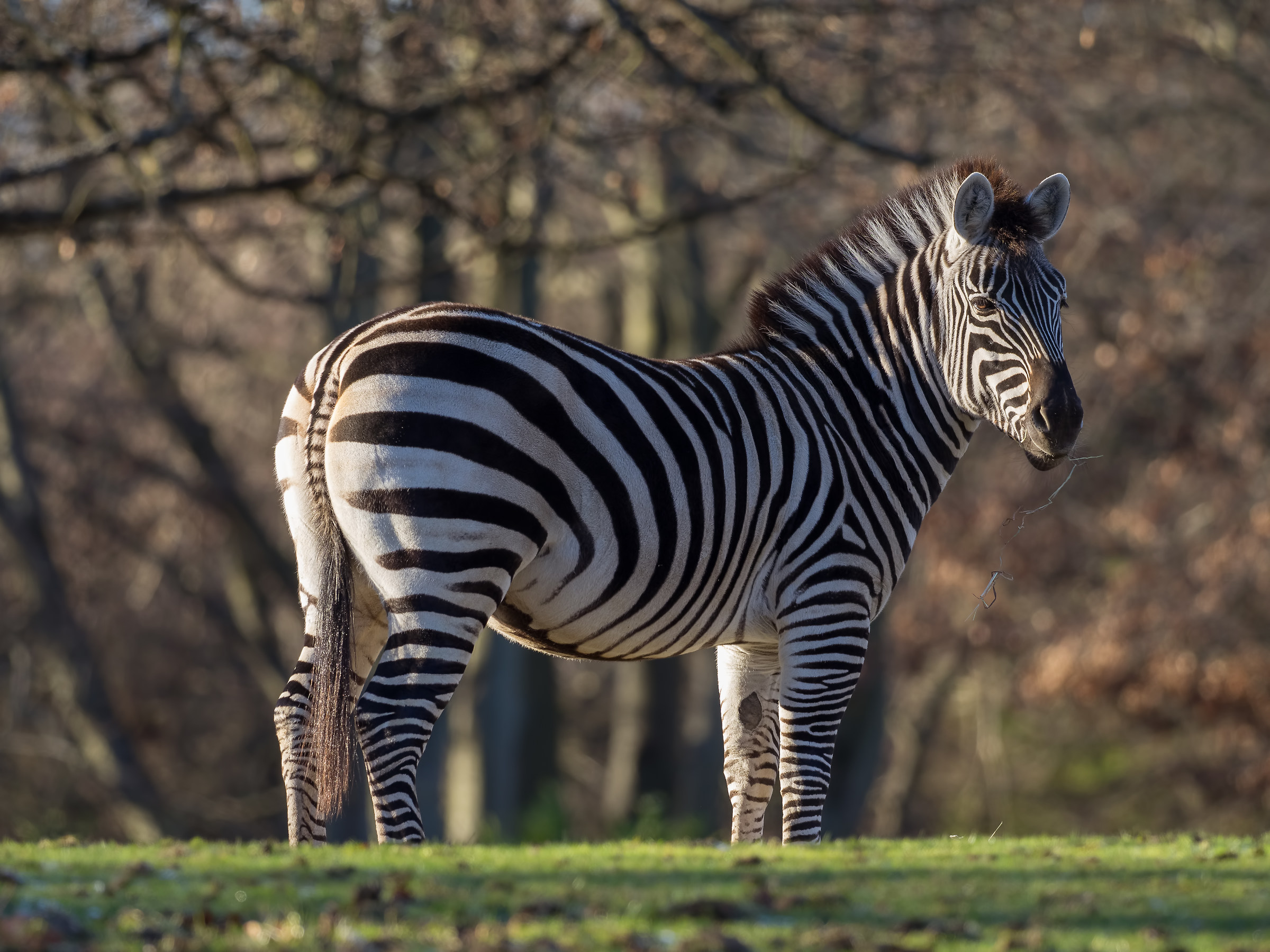 Olympus m300 f/4 raw test (da file preso in rete)