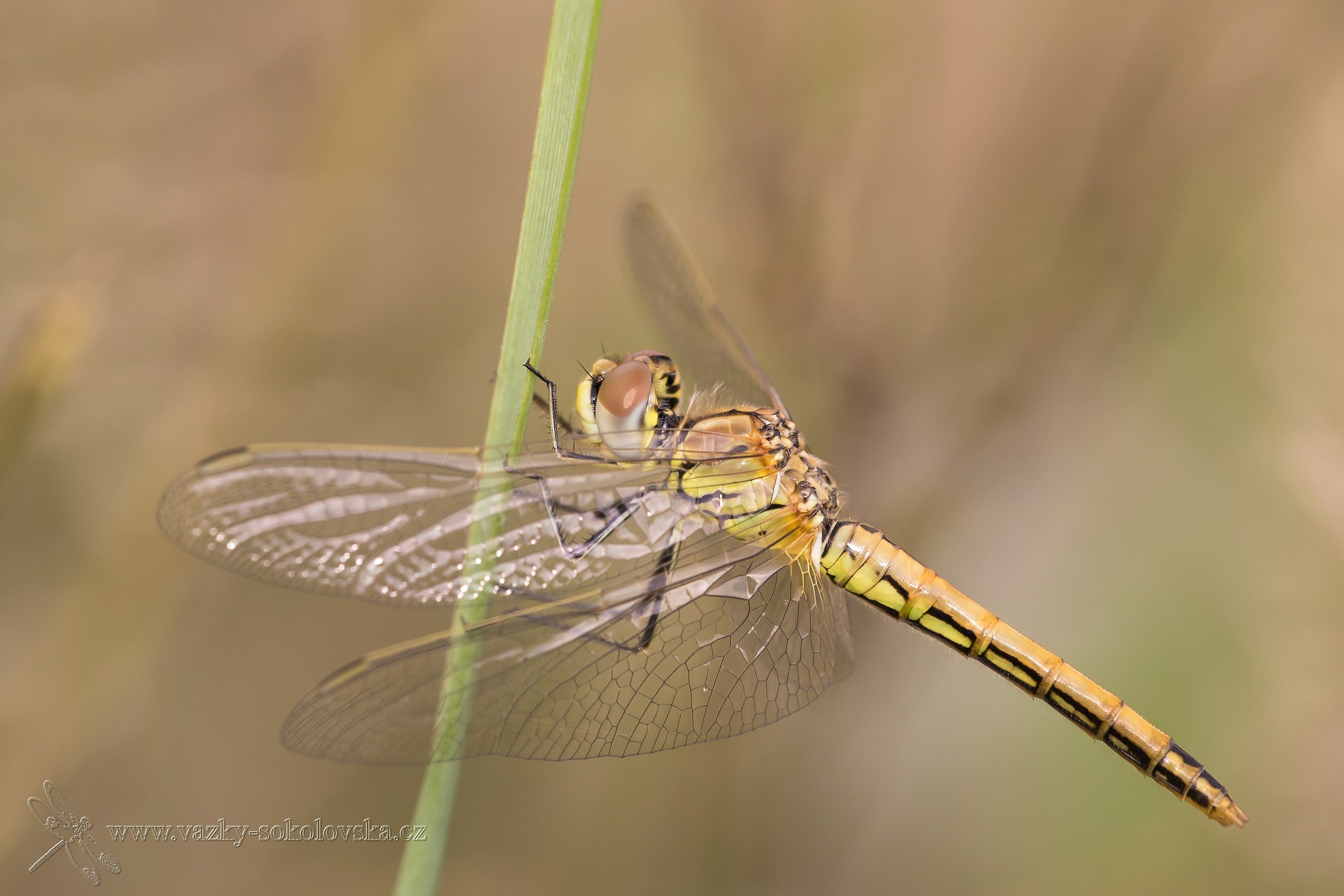 Sympetrum fonscolombii
