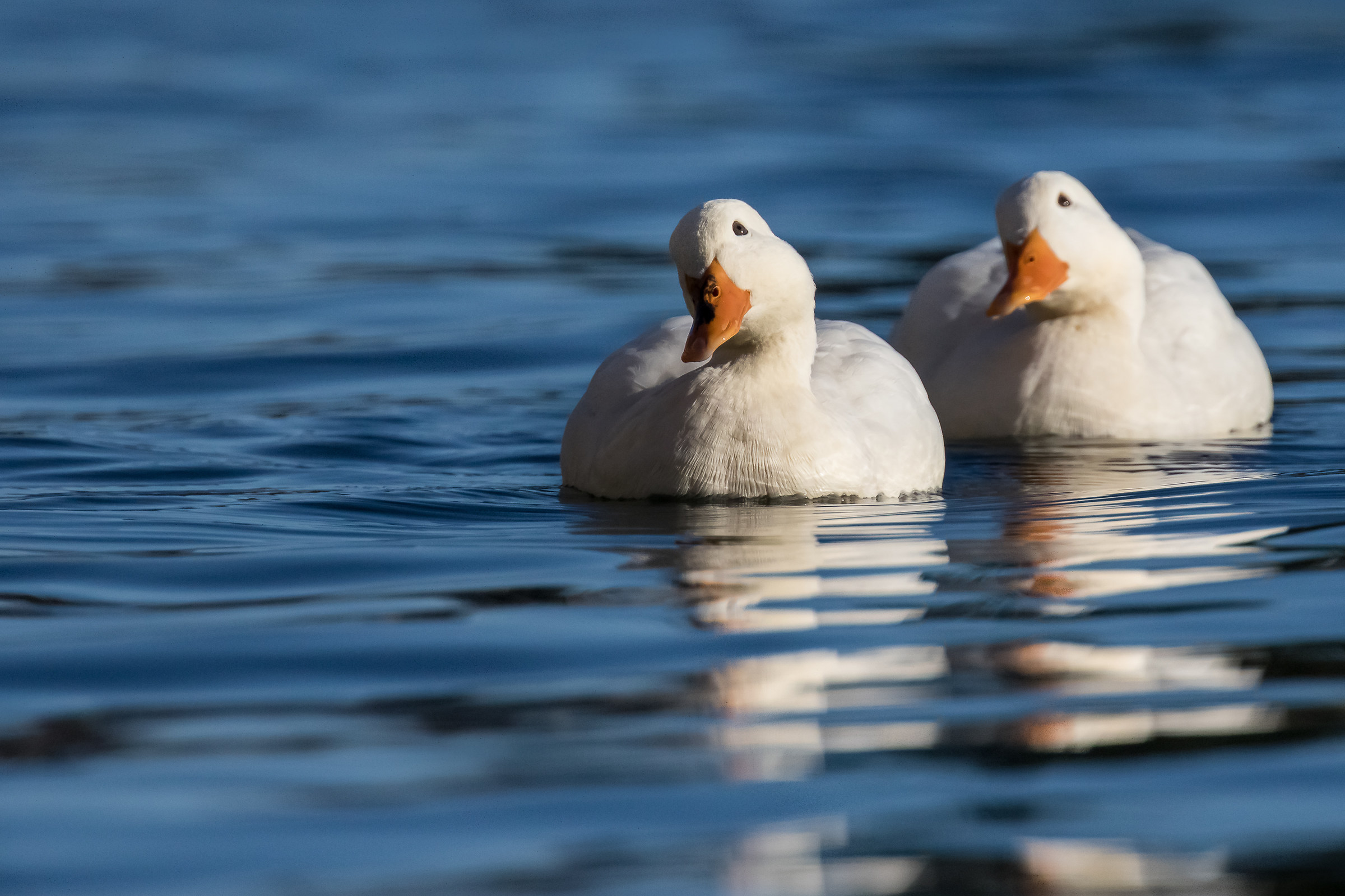 Synchronized swimming