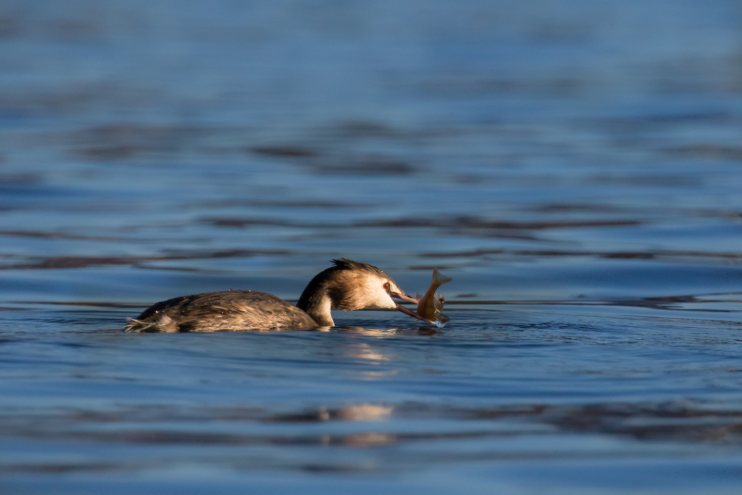 Grebe and persichetto