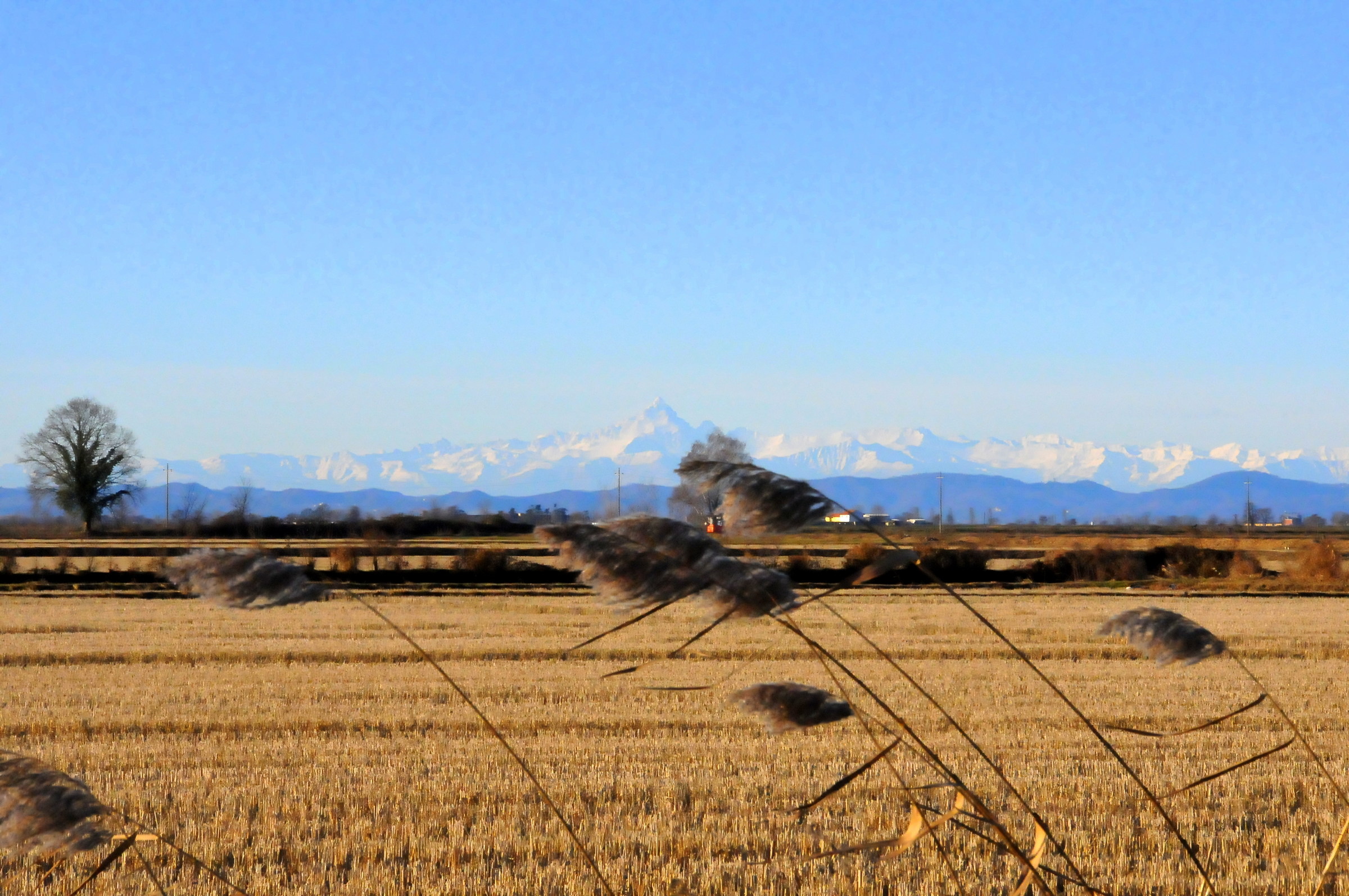 monviso and paddy fields
