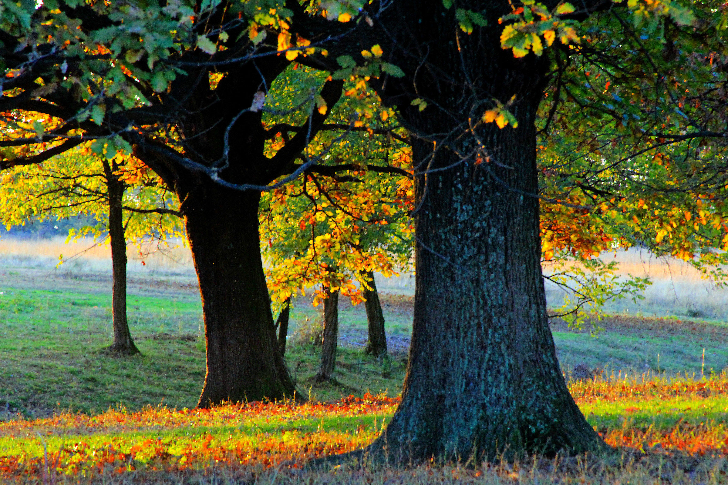 but I did not know trees will (maybe)