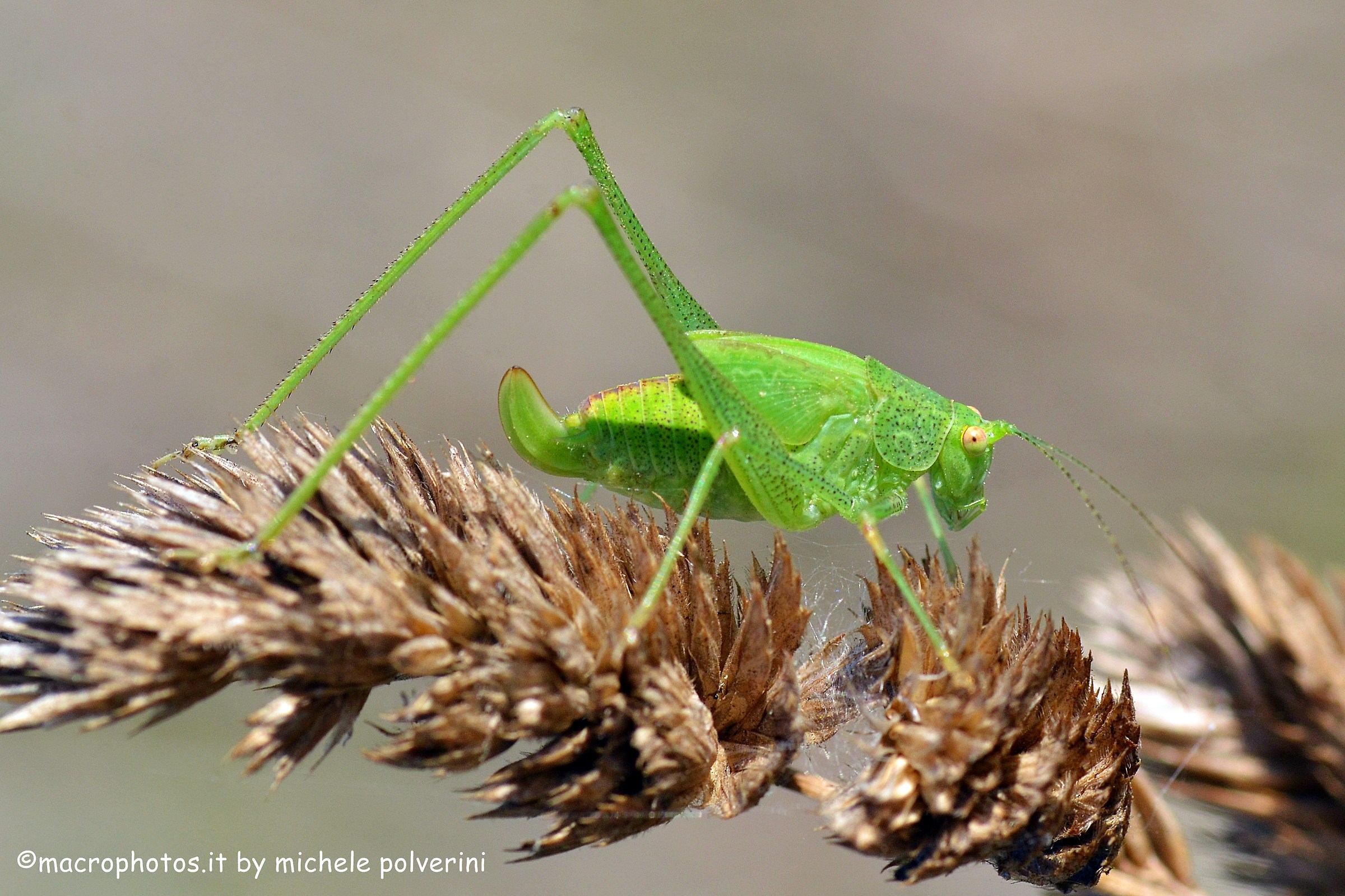 Tettigonia Verdissima