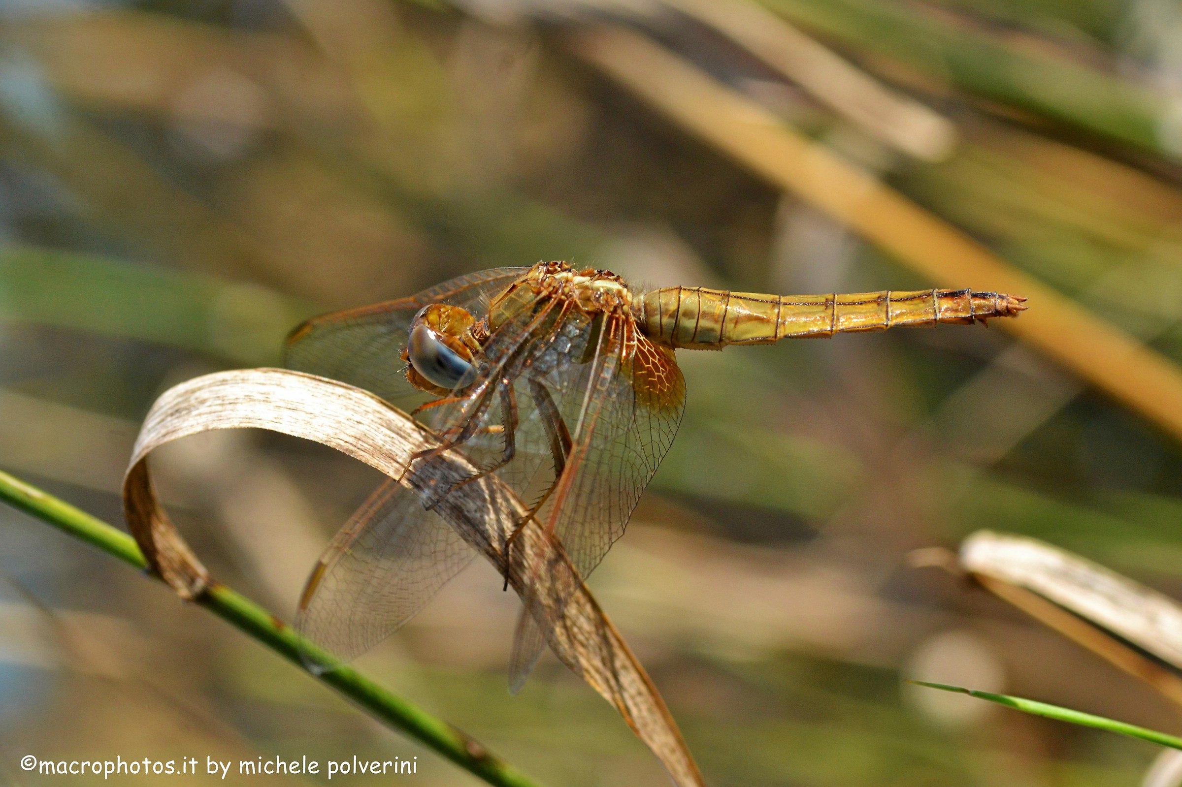 Sympetrum fonscolombii