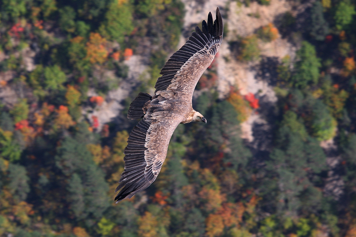 Autunno in Verdon..........
